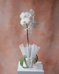 قیمت و خرید خرید ارکیده سفید زرد یک شاخه با بهترین کیفیت