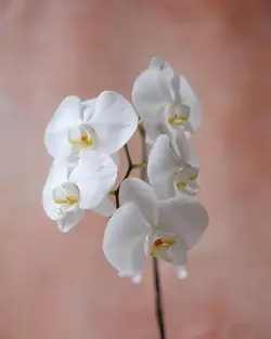 قیمت و خرید خرید ارکیده سفید زرد یک شاخه با بهترین کیفیت