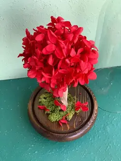 سفارش درختچه هورتانسیا قرمز جاودان تک شاخه ارسال سریع