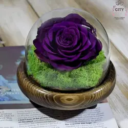 خرید گل رز جاودان بنفش (سایز کینگ) بهترین کیفیت