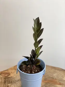 زاموفیلیا بلک