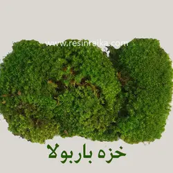 خزه  تثبیت شده باربولا