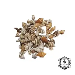 صدف حلزونی رنگی