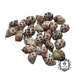 صدف قیفی پوست ماری