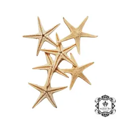 ستاره دریایی کوچک