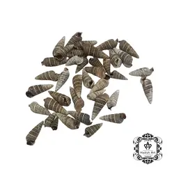 صدف پیچی مشکی خط سفید