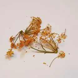 شاخه مینیاتوری زرد