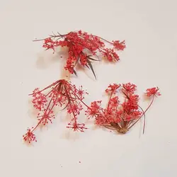 شاخه مینیاتوری گلبهی تیره