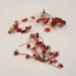 شاخه مینیاتوری قرمز