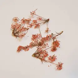 شاخه مینیاتوری نارنجی