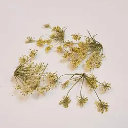 شاخه مینیاتوری کرم