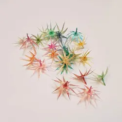 گل سوزنی رنگی