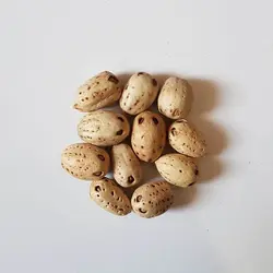 تخم بلدرچین تزئینی روشن