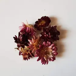 گل خشک مینا وارداتی