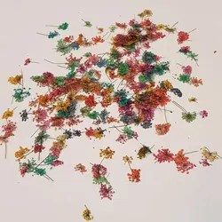 گل خشک شوکران