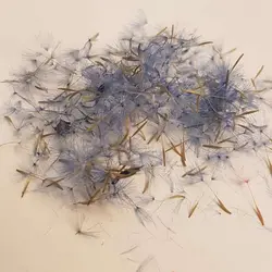 قاصدک تزئینی آبی