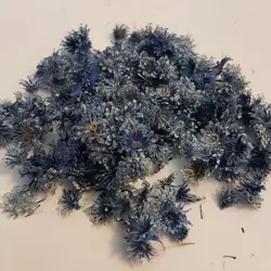 گل ریز سرمه ای