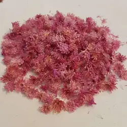 گل ریز بنفش