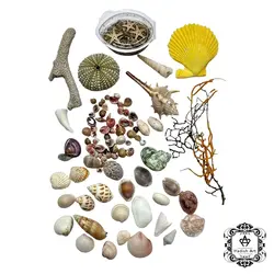 پک مخلوط صدف دریایی