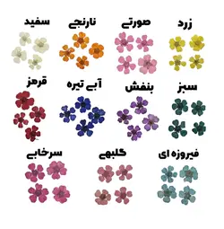 گل خشک اسپیره پرسی وارداتی