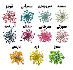 گل خشک شوکران پرسی وارداتی