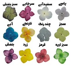 گل خشک هورتانسیا پرسی