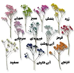 گل خشک ژیپسوفیلا (عروس) پرسی وارداتی