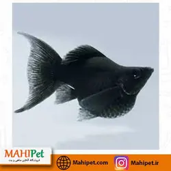 مولی بالن مشکی 3 تا 4 سانت