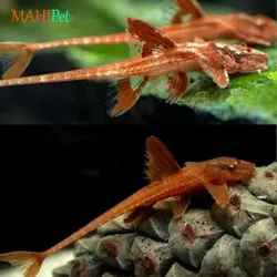 ماهی کت رد لیزارد 3 تا 5 سانتی متر