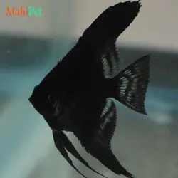 ماهی آنجل مختلط 3 تا 5 سانتی متر