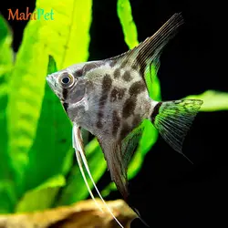 ماهی آنجل مختلط 3 تا 5 سانتی متر