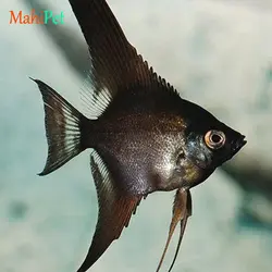 ماهی آنجل مختلط 3 تا 5 سانتی متر