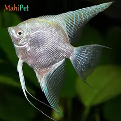 ماهی آنجل مختلط 3 تا 5 سانتی متر