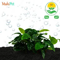 گیاه آکواریومی آنوبیاس بارتری نانا (گلدانی متوسط)