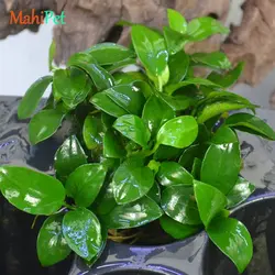 گیاه آکواریومی آنوبیاس بارتری نانا (گلدانی متوسط)