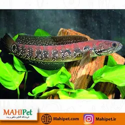 چانا آسیاتیکا رد 8 تا 9 سانتی متر