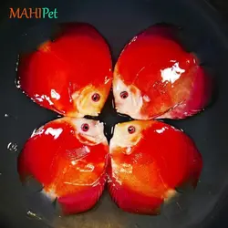 ماهی دیسکس رد دیاموند سایز 3 تا 3.5 اینچ