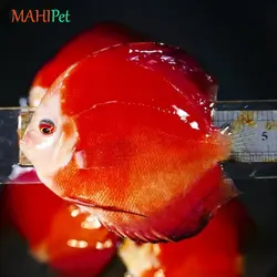 ماهی دیسکس رد دیاموند سایز 3 تا 3.5 اینچ