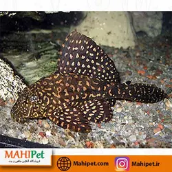 ماهی کت معمولی 14 تا 15 سانتی متر (لجن خوار)