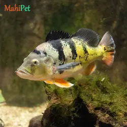 ماهی آکواریومی پیکاک باس 6-7 سانت