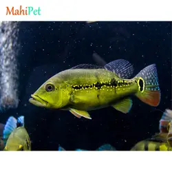 ماهی آکواریومی پیکاک باس 6-7 سانت