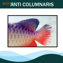کپسول ضد پوسیدگی باله و دم آروانا اوشن فری Anti-Columnaris بسته 10 عددی