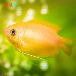 ماهی گورامی دارف طلایی سایز 3 تا 4 سانتی متر