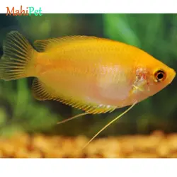 ماهی گورامی دارف طلایی سایز 3 تا 4 سانتی متر