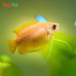 ماهی گورامی دارف طلایی سایز 3 تا 4 سانتی متر