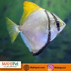 آنجل  مونو 8 تا 10 سانتی متری