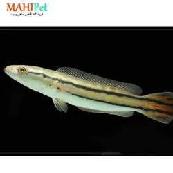 ماهی چانا سرماری قرمز 11 تا 12 سانتی متر