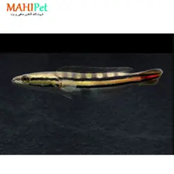 ماهی چانا سرماری قرمز 11 تا 12 سانتی متر