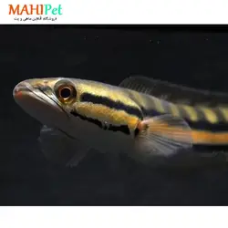 ماهی چانا سرماری قرمز 11 تا 12 سانتی متر