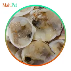 غذای منجمد مخصوص ماهیان شکارچی آب شور اوشن نوتريشن Clams On The Half Shell وزن 100 گرم